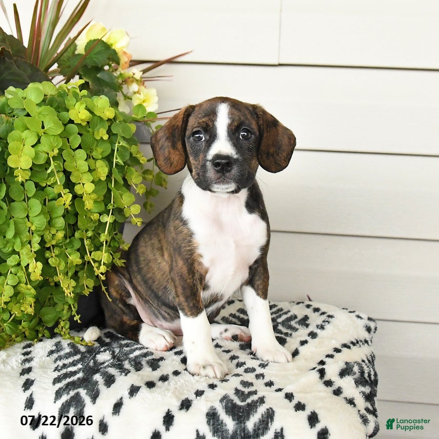 Beaglier dogs Maggie - Ad 1