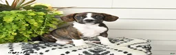 Beaglier dogs for sale: Maggie - Ad 1