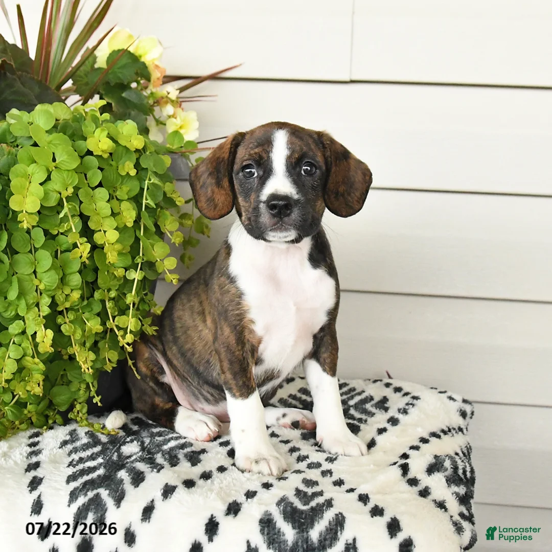 Beaglier dogs for sale: Maggie - Ad 1