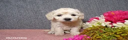 Bichpoo dogs for sale: Twinkle - Ad 4