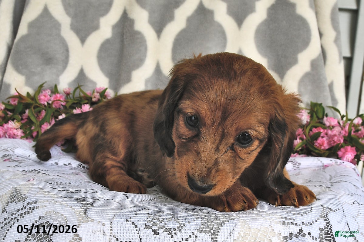 Miniature Dachshund dogs Rosy - Ad 2