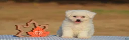 Bichon Frise dogs for sale: Thea - Ad 2