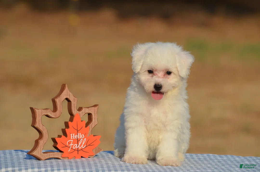 Bichon Frise dogs for sale: Thea - Ad 2