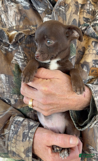 Chihuahua dogs Chihuahua Boy 2 - Ad 19