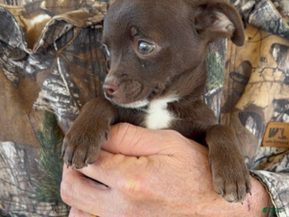 Chihuahua dogs Chihuahua Boy 2 - Ad 5