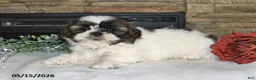 Shih Tzu dogs for sale: Tony - Ad 1