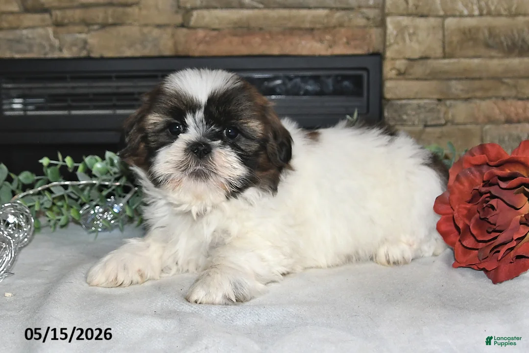 Shih Tzu dogs for sale: Tony - Ad 1