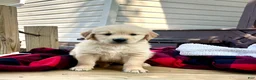 Golden Retriever dogs for sale: Finn❤️AKC Registered - Ad 2
