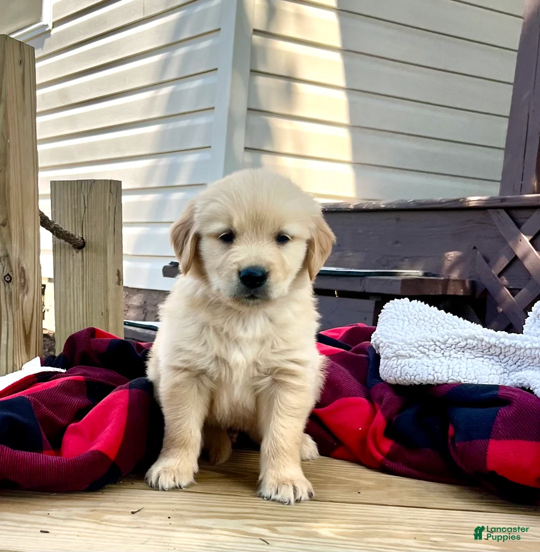 Golden Retriever dogs for sale: Finn❤️AKC Registered - Ad 2
