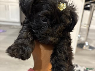 Yorkiepoo dogs TEACUP ONYX - Ad 31