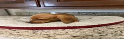 Miniature Dachshund dogs for sale: Winnie  - Ad 7