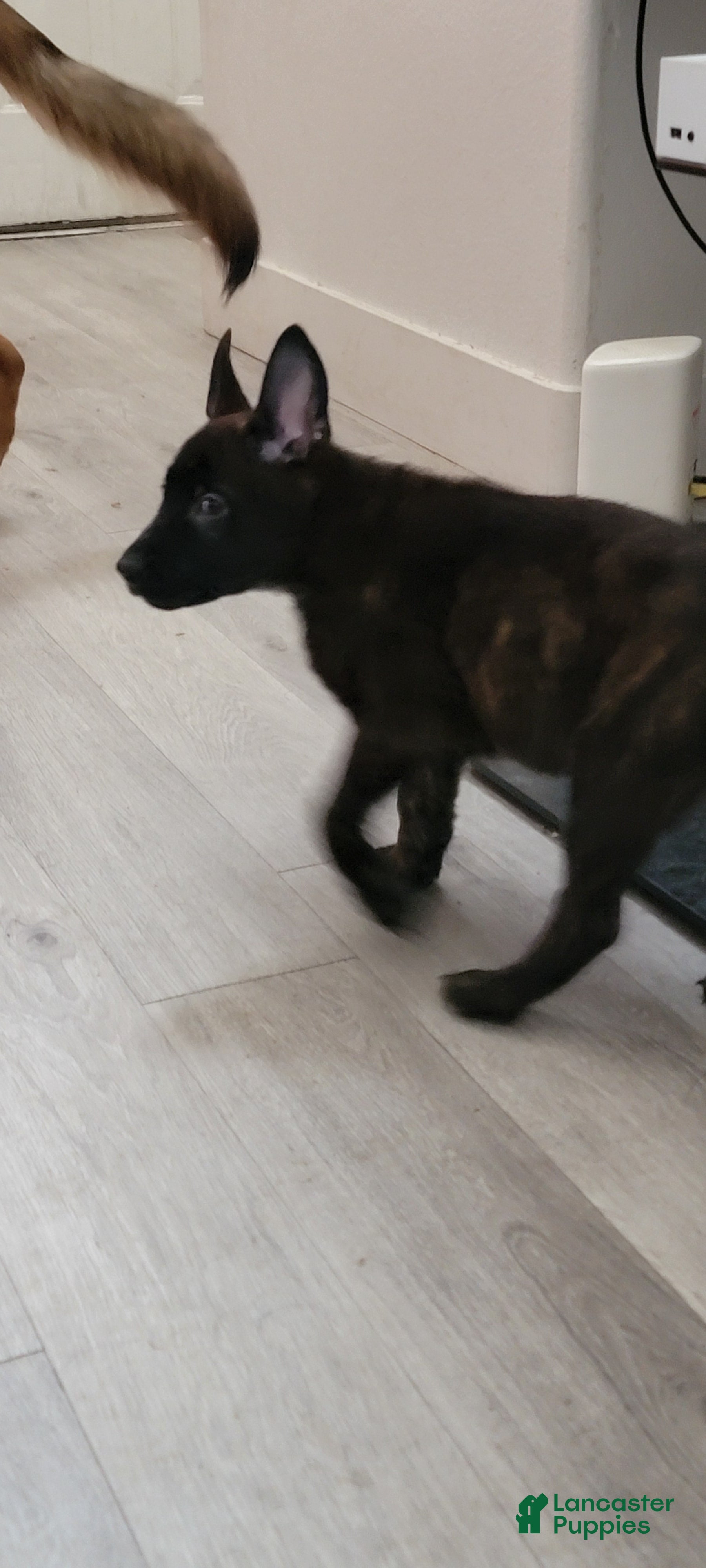 Mixed Breed dogs Mixed Breed Puppy 7 - Ad 30