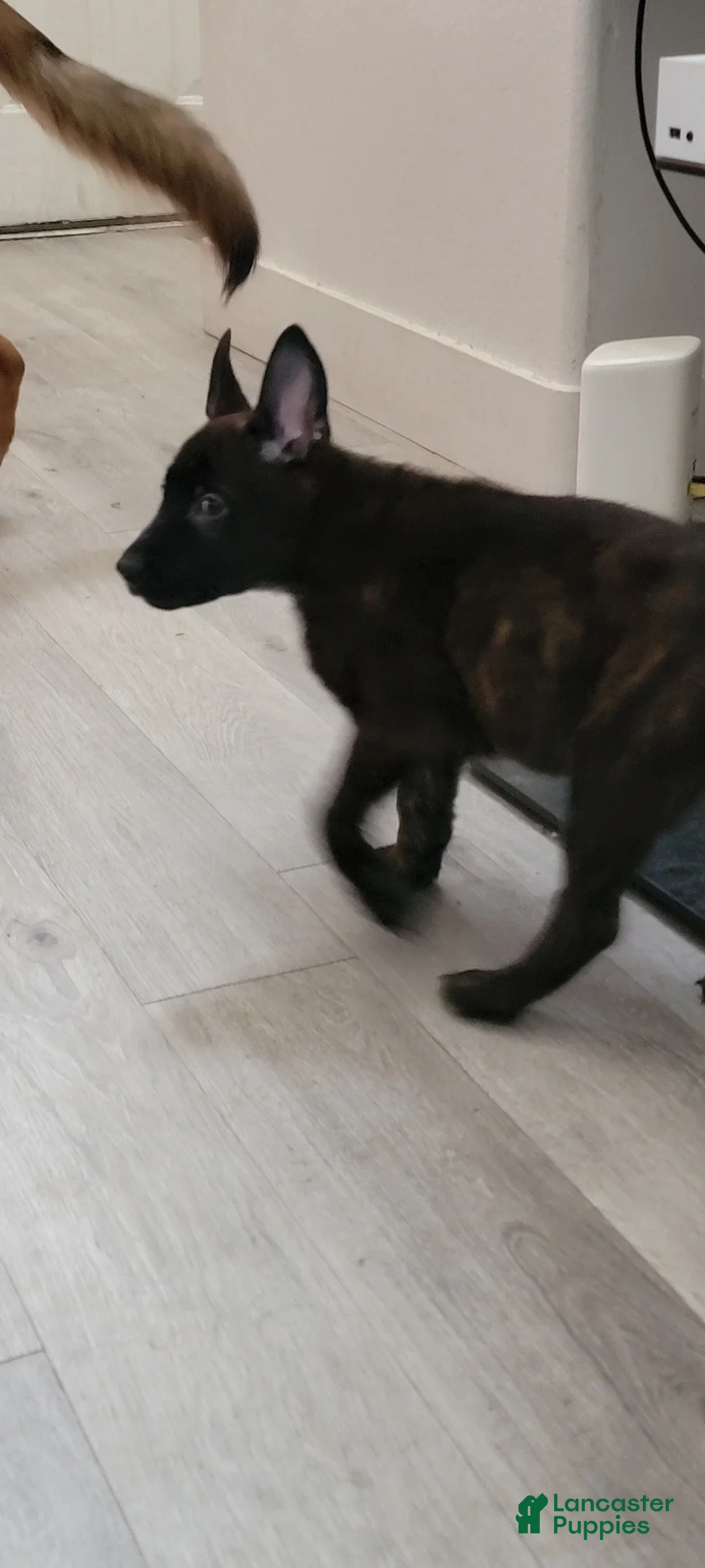 Mixed Breed dogs for sale: Mixed Breed Puppy 7 - Ad 1