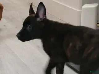 Mixed Breed dogs Mixed Breed Puppy 7 - Ad 30