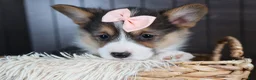 Welsh Corgi Pembroke dogs for sale: Roxanne - Ad 14
