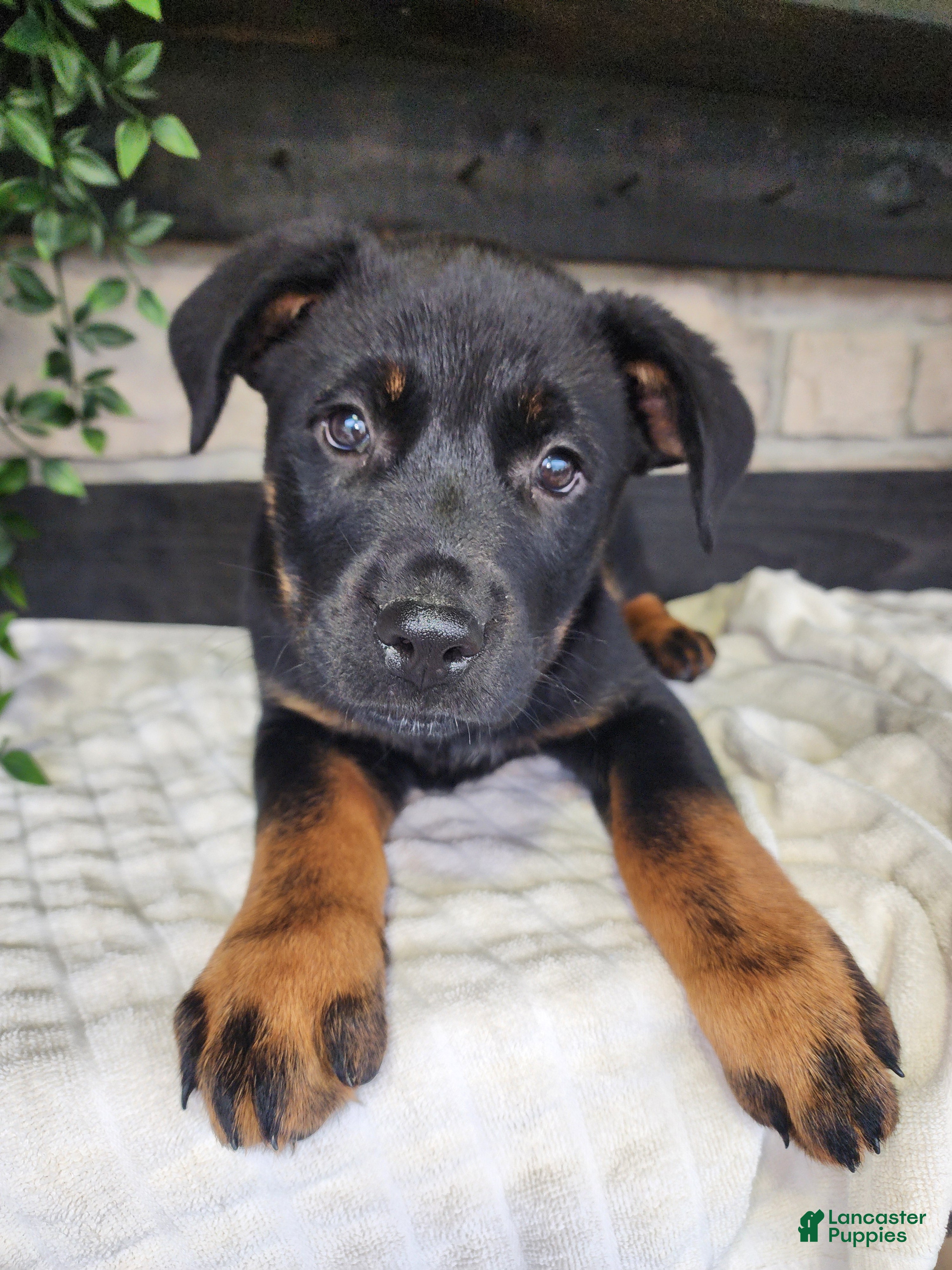 Mixed Breed dogs Rusty - Ad 34