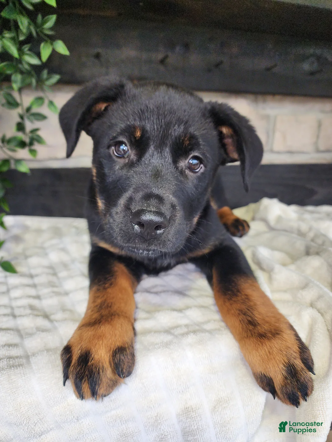 Mixed Breed dogs for sale: Rusty - Ad 2