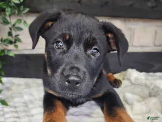 Mixed Breed dogs Rusty - Ad 34