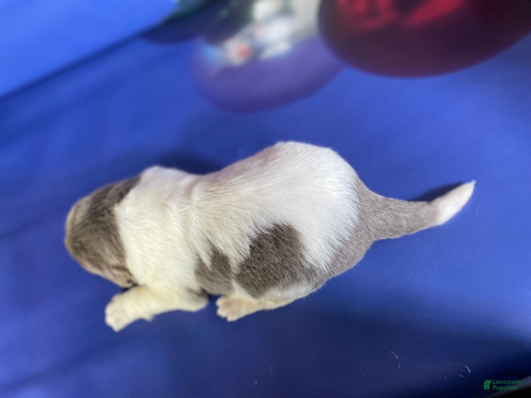 Mixed Breed dogs for sale: Storm OFA DNA  - Ad 3