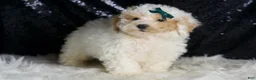 Toy Poodle dogs for sale: Frizzy - Ad 2