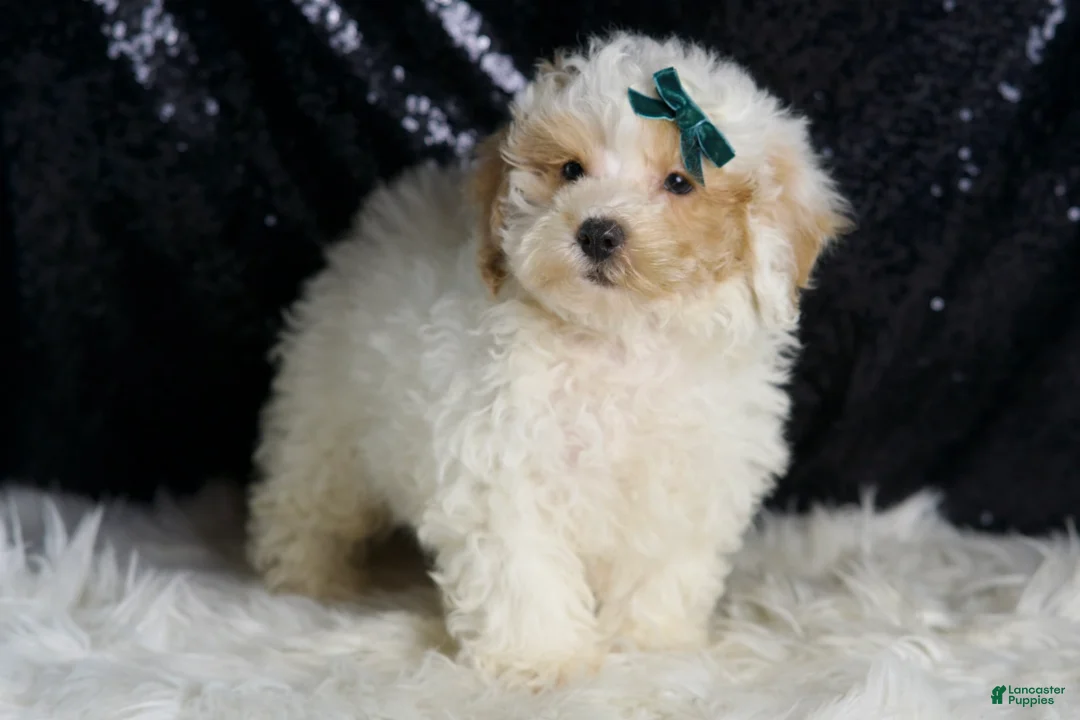 Toy Poodle dogs for sale: Frizzy - Ad 2