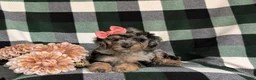 Mini Bernedoodle dogs for sale: Sadie Hypoallergenic - Ad 5