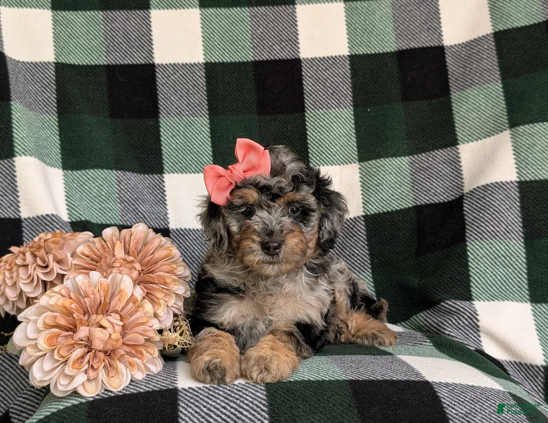 Mini Bernedoodle dogs for sale: Sadie Hypoallergenic - Ad 5