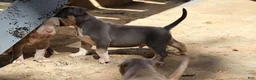 American Bully dogs for sale: Mr. Vegas - Ad 21