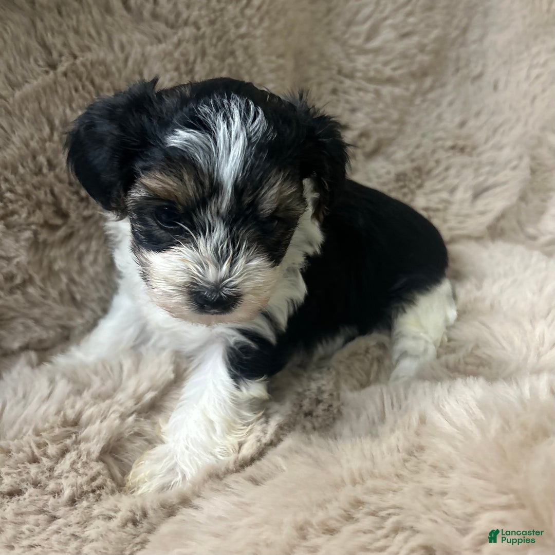 Morkie dogs for sale: Charlie - Ad 2
