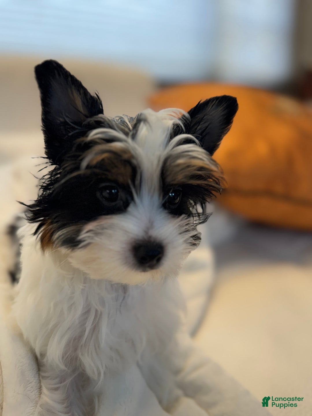 Yorkshire Terrier dogs for sale: Yorkshire Terrier Puppy 1 - Ad 5