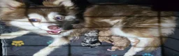 Pomsky dogs for sale: Toy red merle - Ad 23