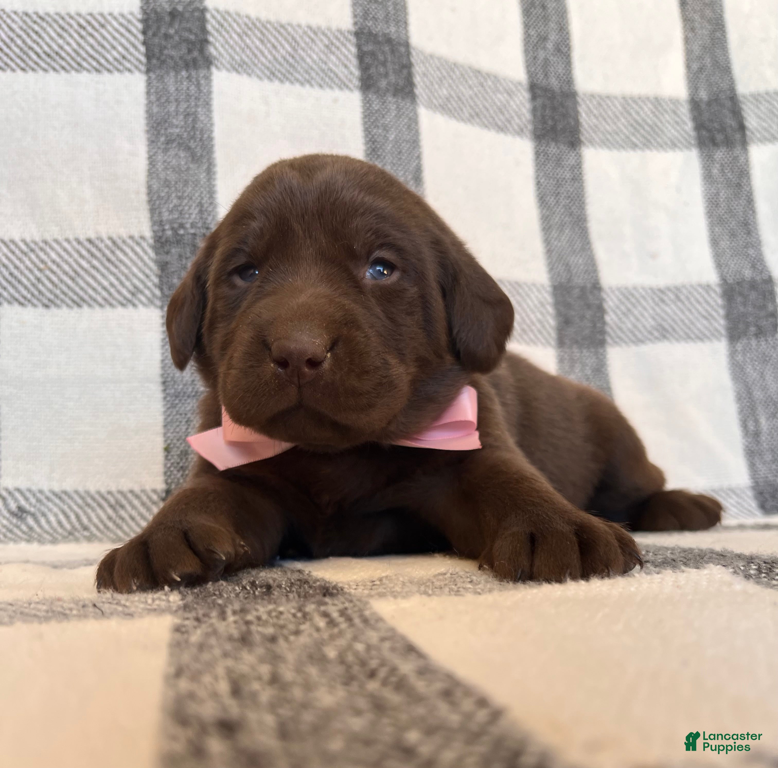 Labrador Retriever dogs for sale: Nina - Ad 1