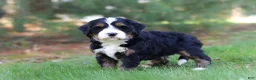 Mini Bernedoodle dogs for sale: Chance - Ad 8