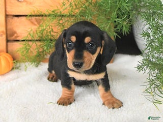 Miniature Dachshund dogs - Ad 39