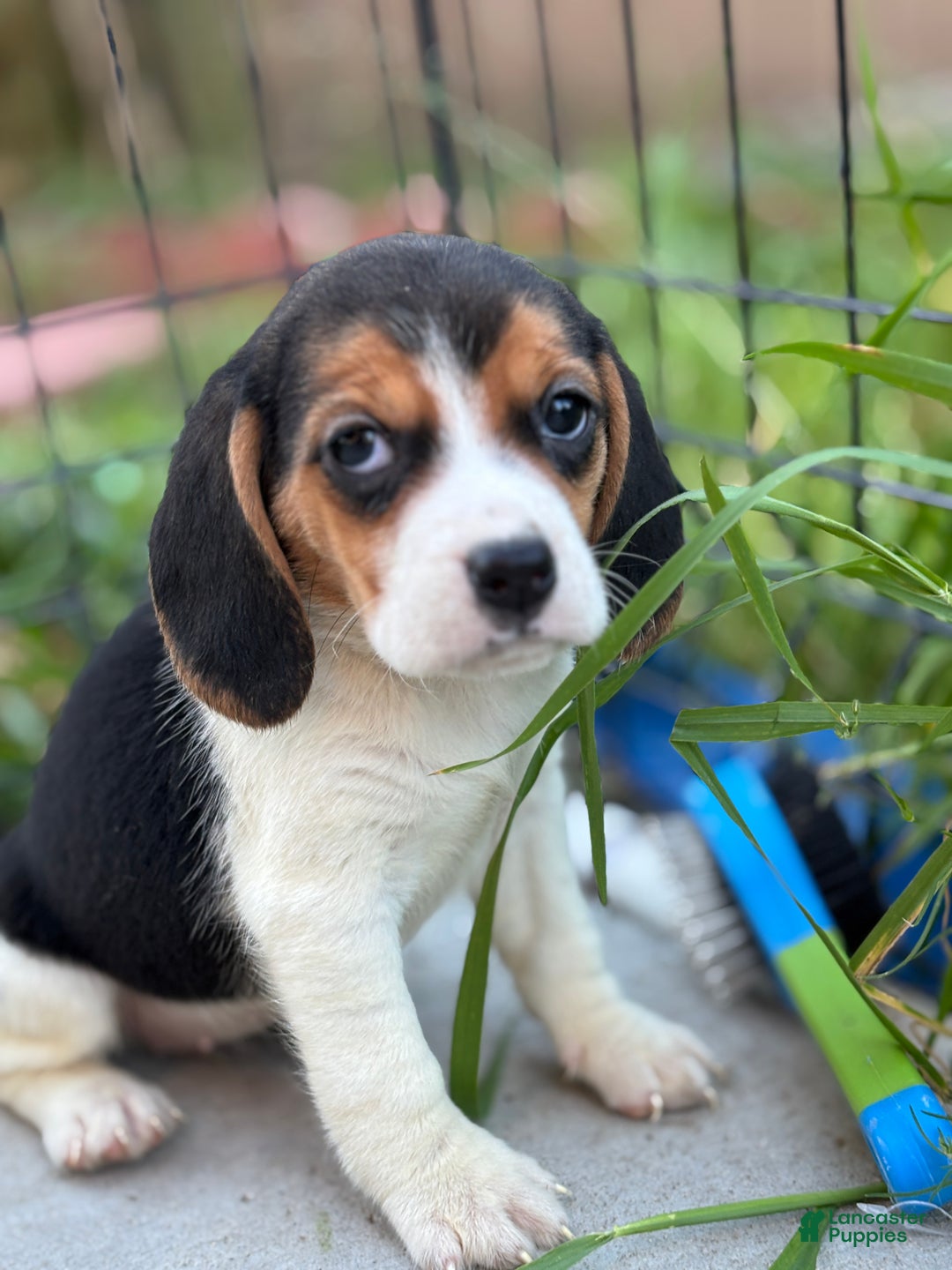 Beagle dogs for sale: Emily - Ad 8