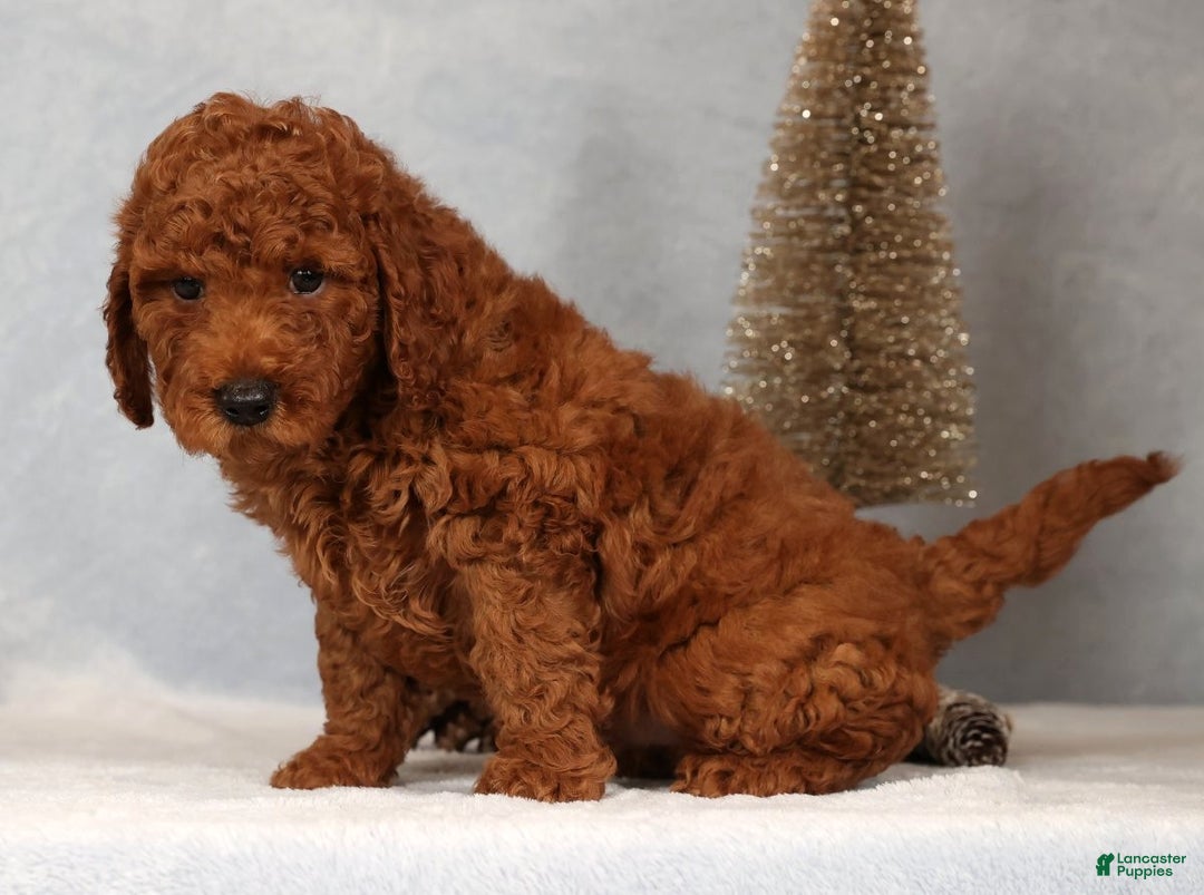 Miniature Poodle dogs for sale: Seth - Ad 9