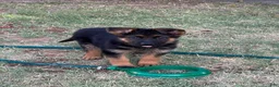 German Shepherd dogs for sale: Grey - Ad 7