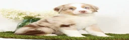 Miniature Australian Shepherd dogs for sale: Leo - Ad 6