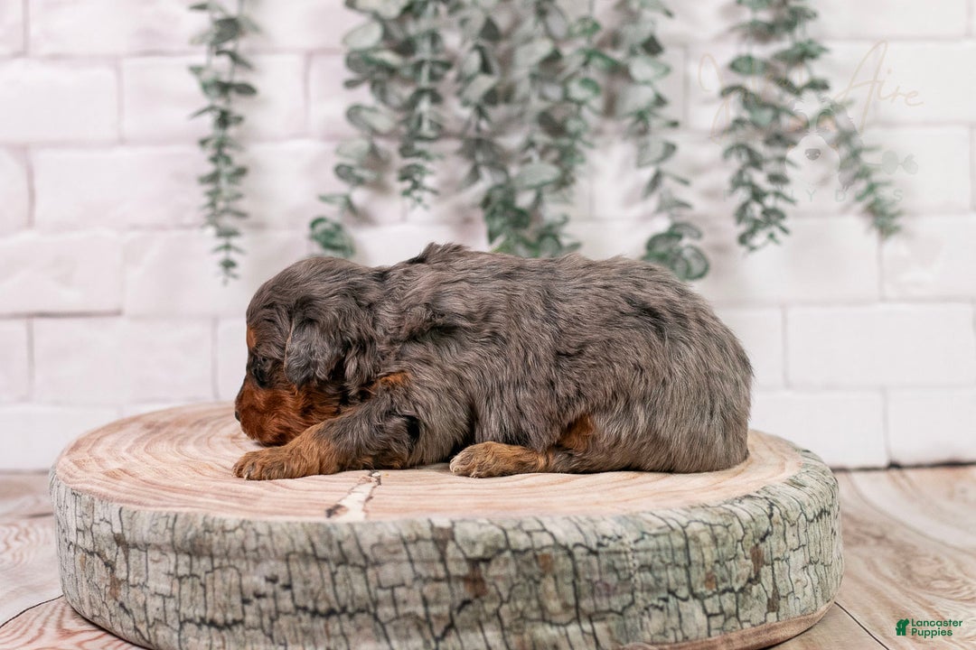 Bernedoodle dogs for sale: Summit - Ad 5