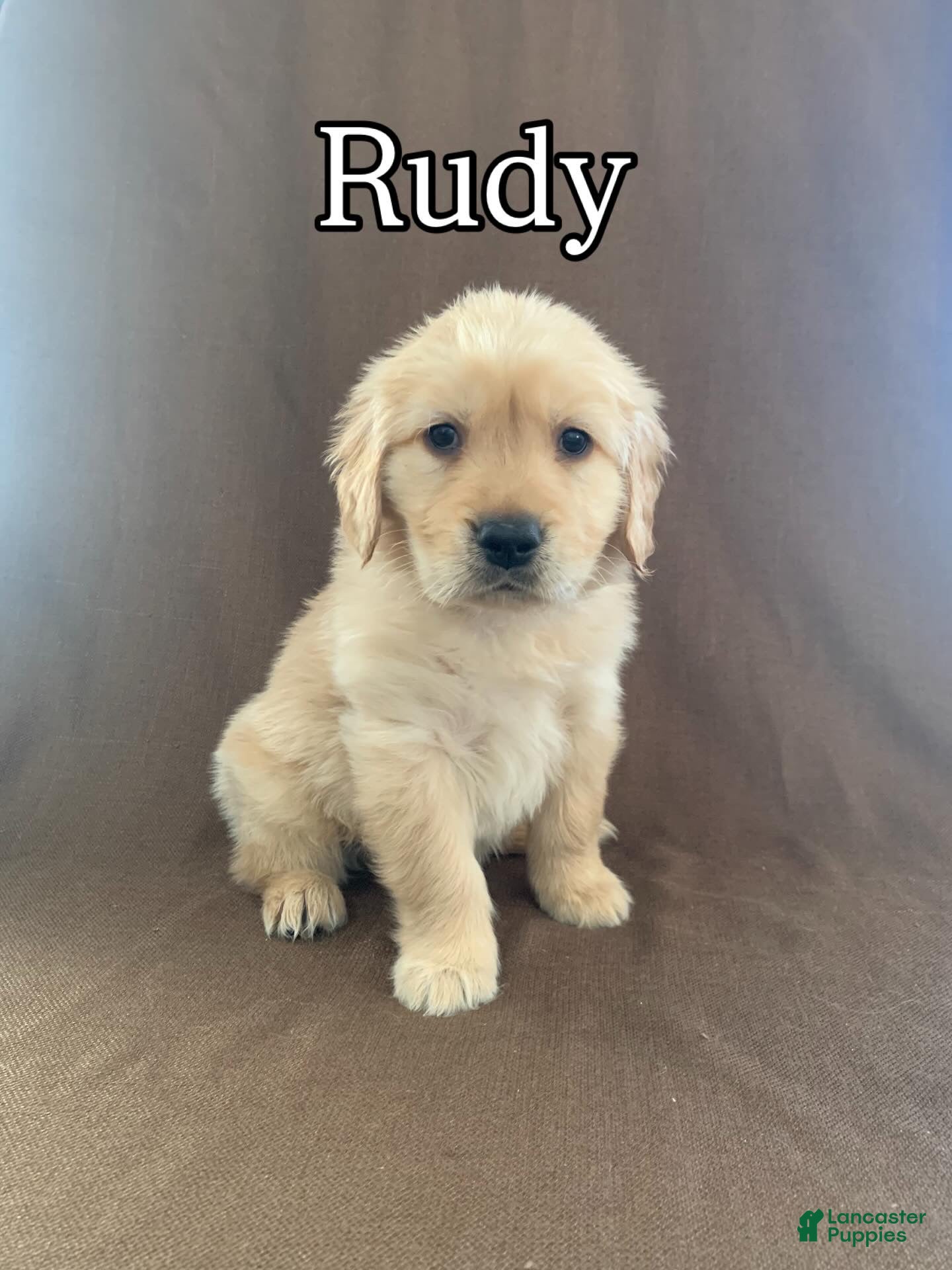 Golden Retriever dogs Rudy - Ad 37