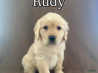 Golden Retriever dogs Rudy - Ad 37
