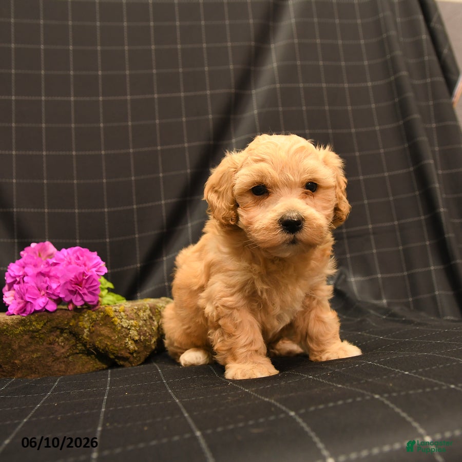 Maltipoo dogs Hamlet - Ad 2