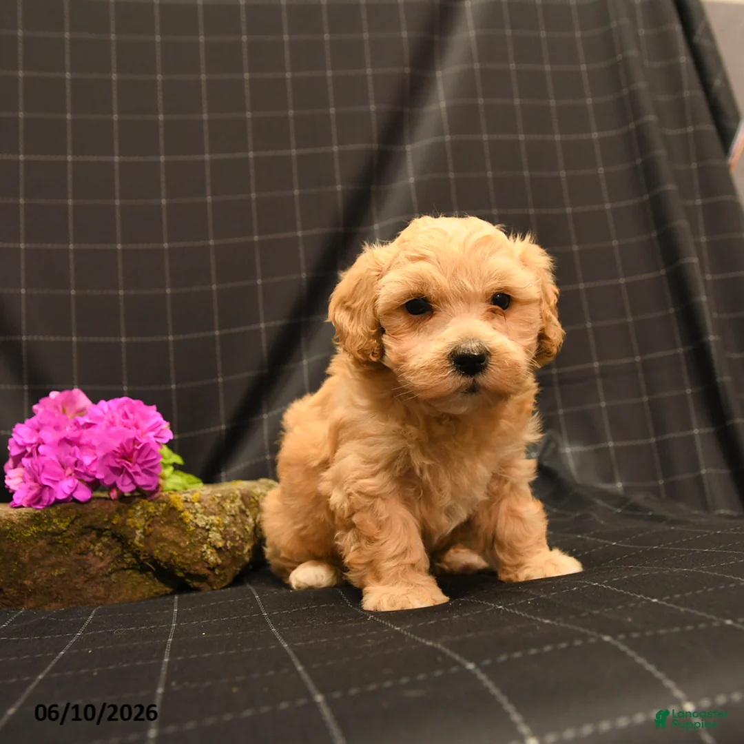 Maltipoo dogs for sale: Hamlet - Ad 2