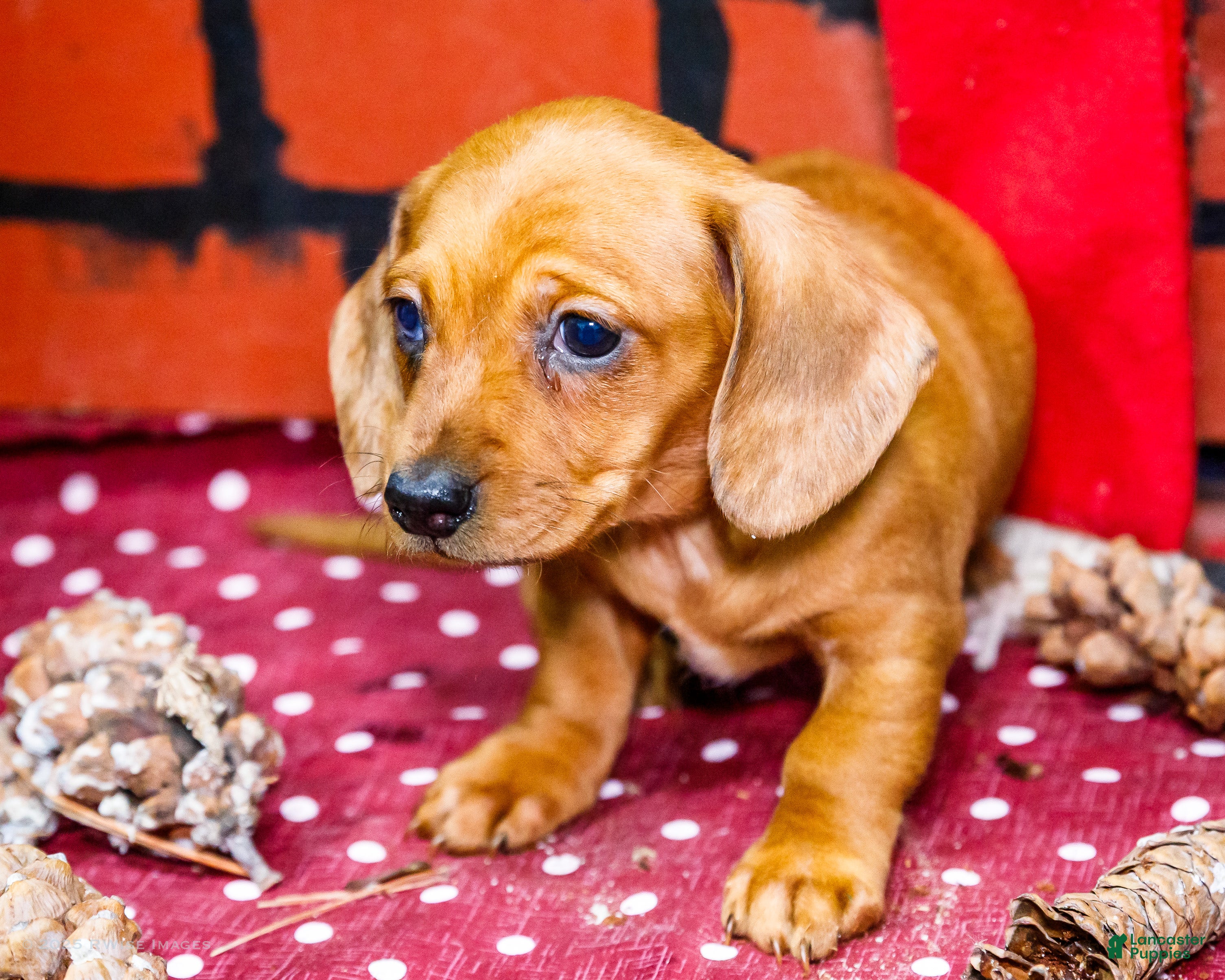 Miniature Dachshund dogs Ursala - Ad 37