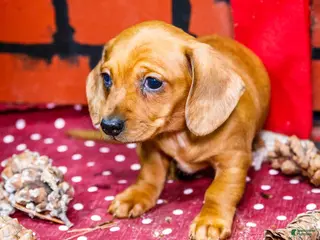 Miniature Dachshund dogs Ursala - Ad 37