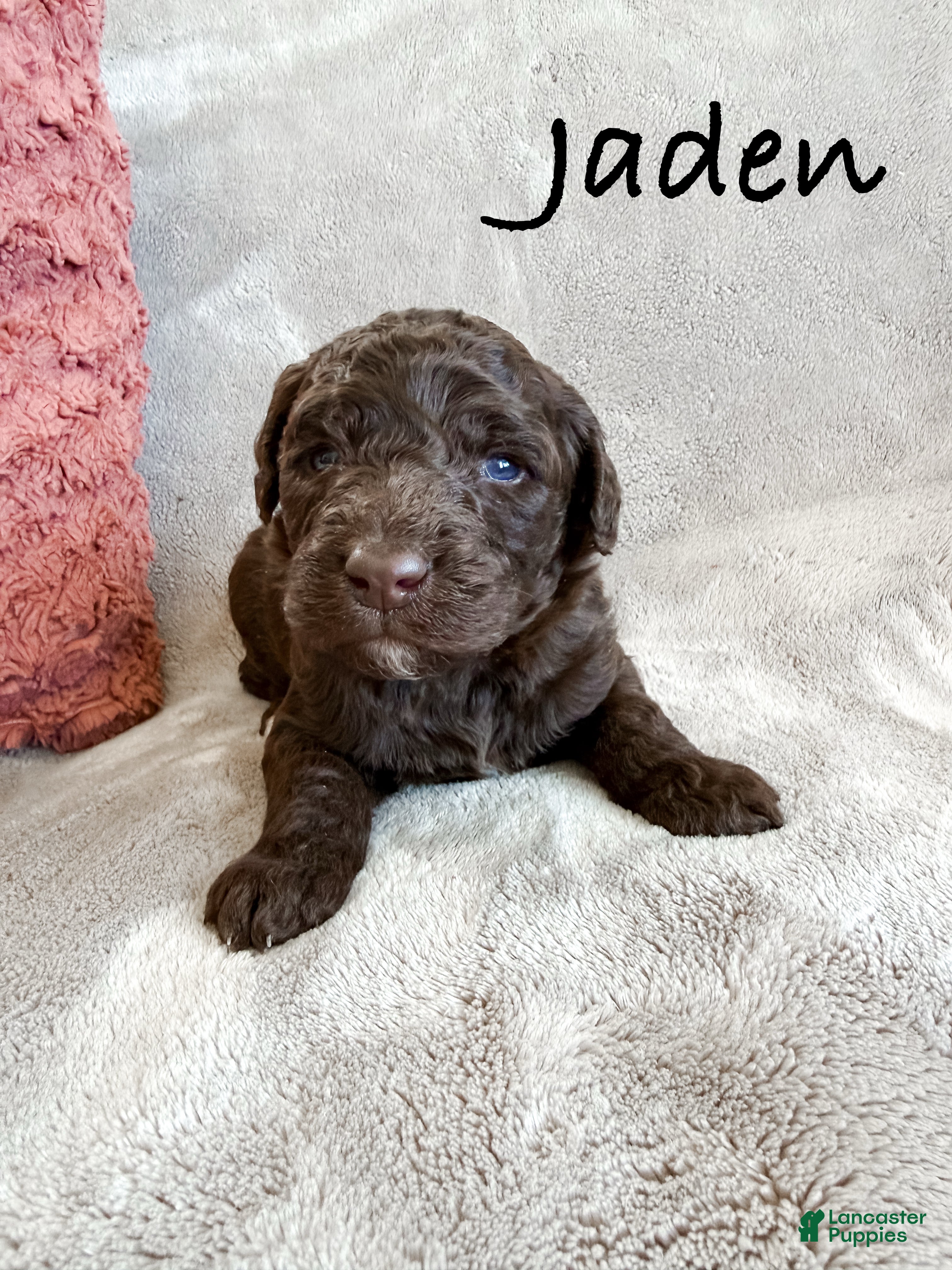 Aussiedoodle dogs Jaden - Ad 32