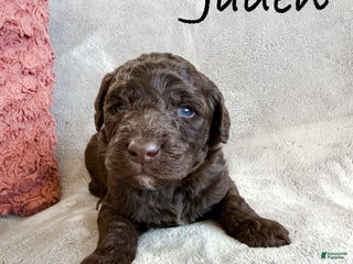 Aussiedoodle dogs Jaden - Ad 21