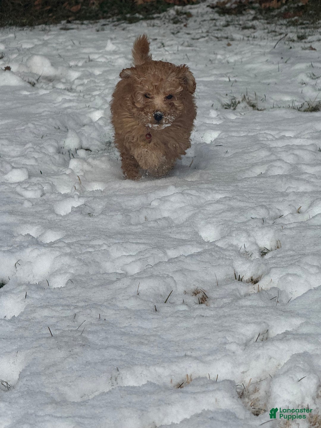 Miniature Poodle dogs for sale: Miniature Poodle Poppy - Ad 6