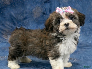 Havanese dogs Cookie - Ad 11