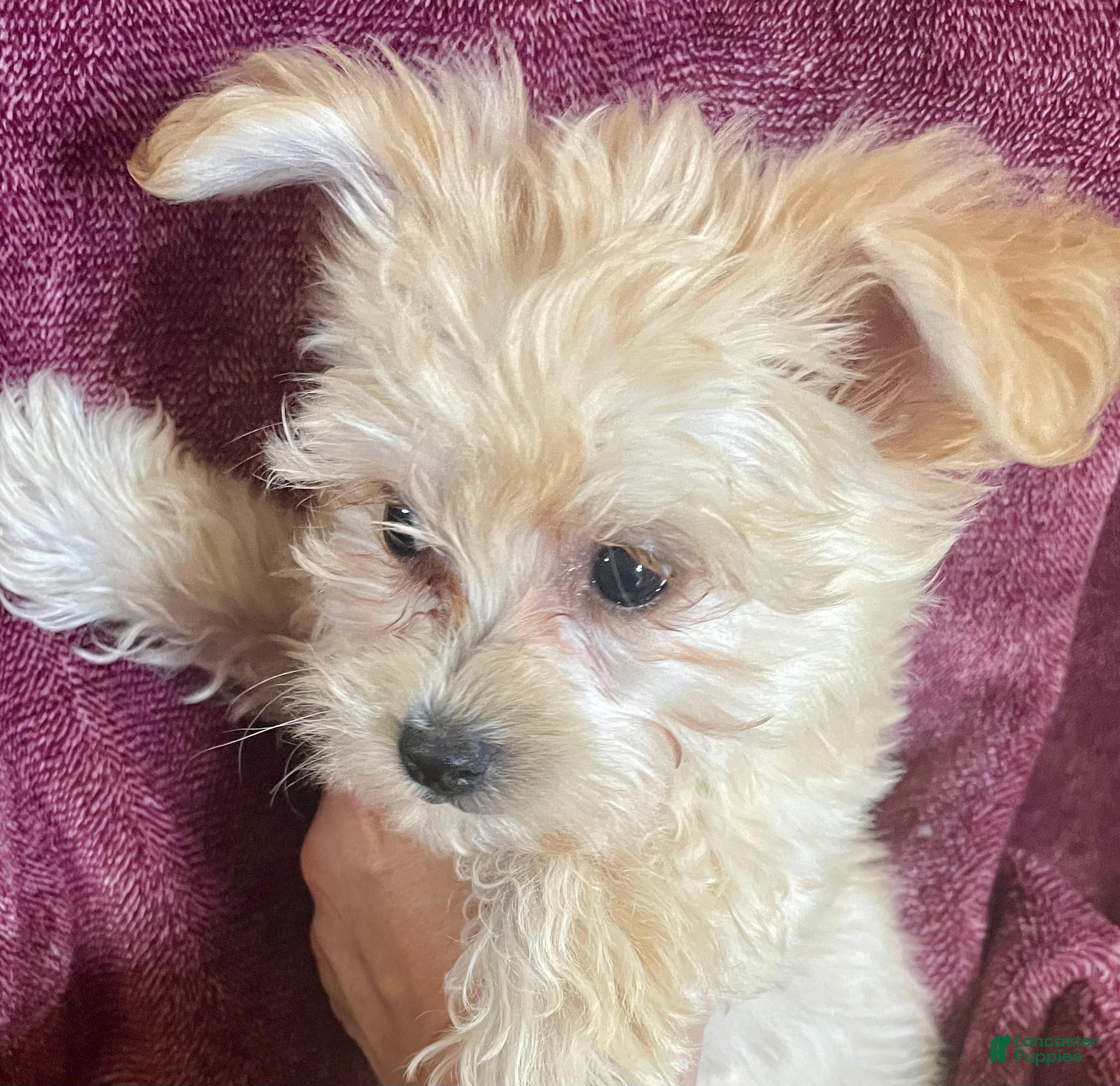 Yochon dogs Sammy - Ad 2